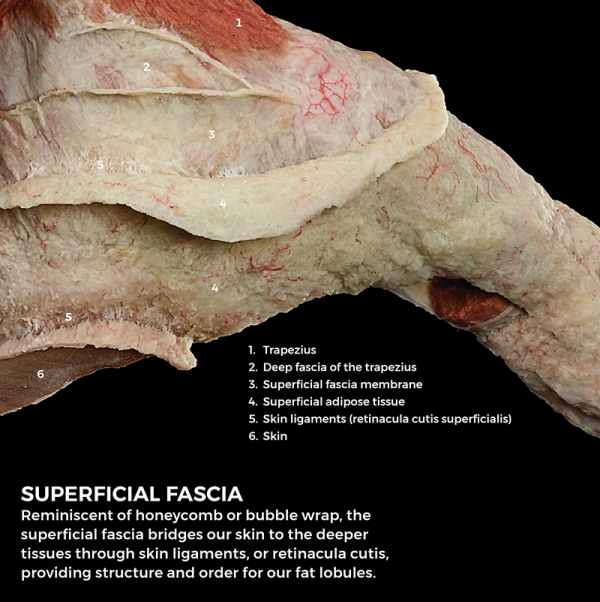 Meet FR:EIA: The World's First Whole-Body, Fascial-Focused